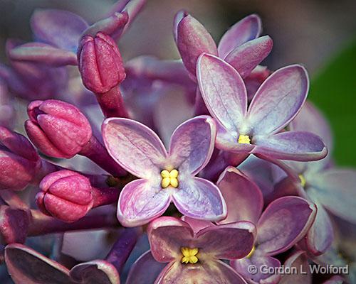 Lilac Closeup_DSCF02559-62.jpg - Photographed at Smiths Falls, Ontario, Canada.